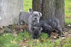 Prachtige Franse Bulldog pups, Dieren en Toebehoren, Honden | Bulldogs, Pinschers en Molossers, België, Reu, CDV (hondenziekte)