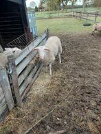 ram, Dieren en Toebehoren, Schapen, Geiten en Varkens, Mannelijk, Schaap, 0 tot 2 jaar