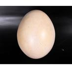 Sauropod Egg decoratie – Dinosaurus, Ophalen, Nieuw