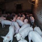 zeugenbedrijf regio Meetjesland te koop gevraagd, Enlèvement