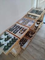 vlindercollectie - laatste kans, Verzamelen, Ophalen of Verzenden, Zo goed als nieuw, Insect, Opgezet dier
