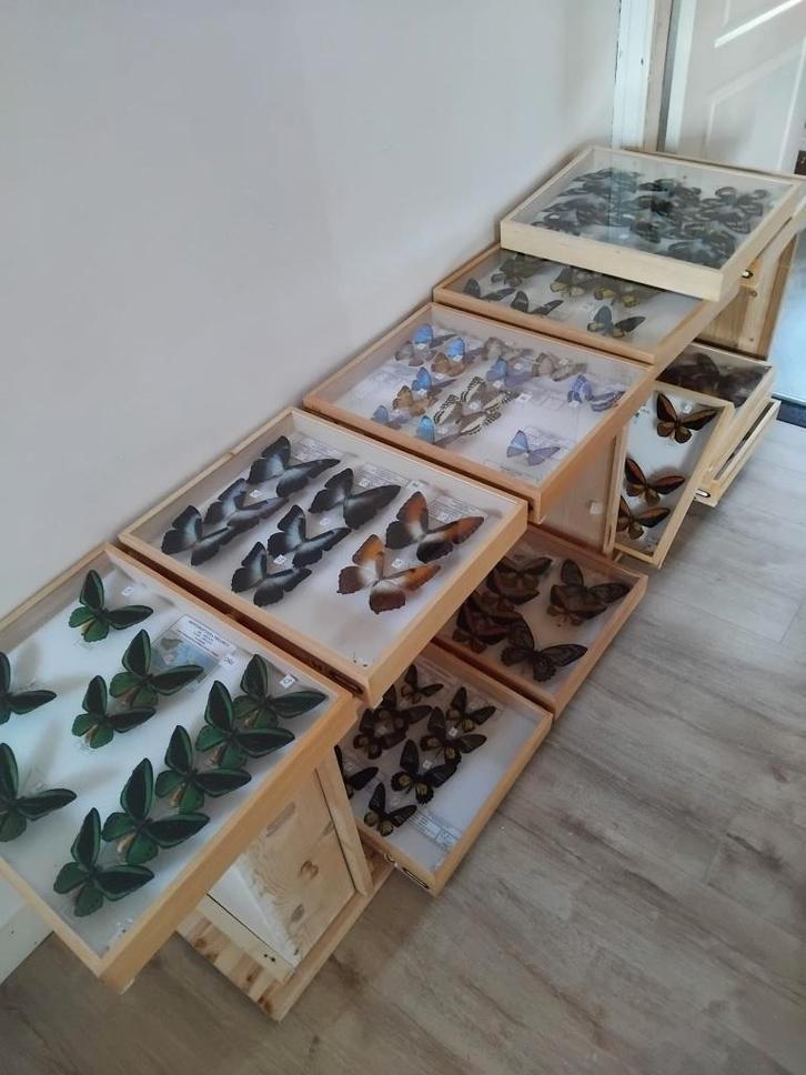 vlindercollectie - GERESERVEERD, Verzamelen, Dierenverzamelingen, Zo goed als nieuw, Opgezet dier, Insect, Ophalen of Verzenden