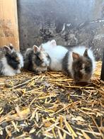 Dwergkonijnen, Dieren en Toebehoren, Konijnen, Meerdere dieren, Dwerg, 0 tot 2 jaar