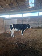 3 zware vaarzen. 2 Brown Swiss, 1 Holstein, Dieren en Toebehoren, Runderen