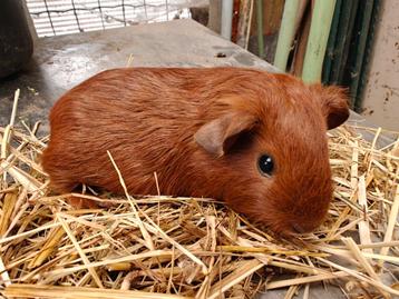 Jong rood cavia beertje beschikbaar voor biedingen