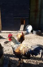 3 x leghorn patrijs hanen., Dieren en Toebehoren, Pluimvee