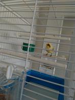 Mooie kanarie vrouwelijke, Dieren en Toebehoren, Vogels | Kanaries