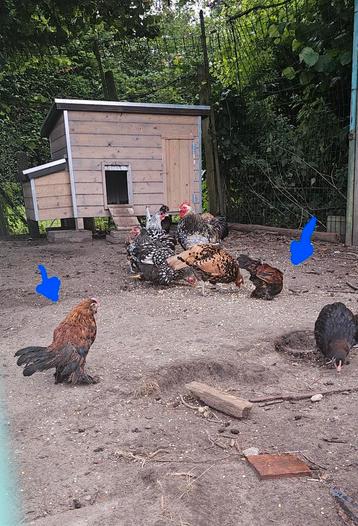 Ukkelse baardkriel haantjes  beschikbaar voor biedingen
