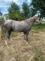 hengst arabier, Dieren en Toebehoren, Hengst
