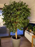 Kamerplant Ficus, Ophalen