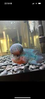 FLOWERHORN VROUWTJE GEZOCHT  voor mijn mannetje !!, Dieren en Toebehoren