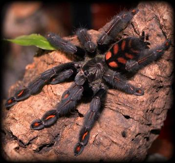 Psalmopoeus irminia beschikbaar voor biedingen