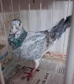 Schimmel postduif te koop (wedstrijd duivin), Postduif