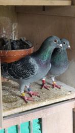 duiven, Dieren en Toebehoren, Vogels | Duiven, Postduif