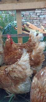 10 legkippen te koop!!, Dieren en Toebehoren, Vrouwelijk, Kip