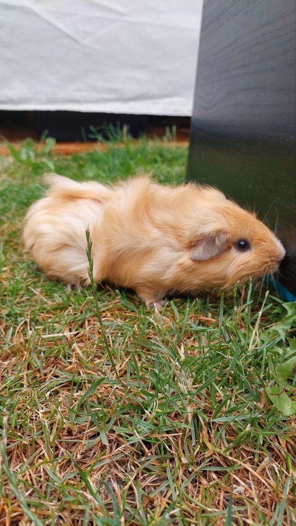 Mannelijke cavia, 5 maanden, gouden kleur, Dieren en Toebehoren, Knaagdieren, Mannelijk, Cavia, Mei, Tam