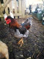 Amerikaanse hanen, Araucana x Engelse Araucana, Araucana x A, Dieren en Toebehoren, Pluimvee