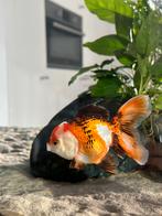 Tricolor panda oranda, Dieren en Toebehoren