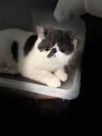 kittens Exotic korthaar, Animaux & Accessoires, Chats & Chatons | Chats de race | Poil long, Chat, Vermifugé, 0 à 2 ans