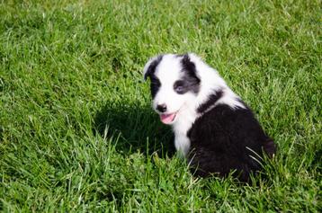 Border collie pups geboren op boerderij  beschikbaar voor biedingen