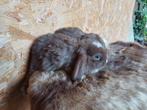Minilop koppeltje, Meerdere dieren, Dwerg, Hangoor, 0 tot 2 jaar