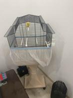 Kanarie man met kooi te koop, Dieren en Toebehoren, Mannelijk, Kleurkanarie