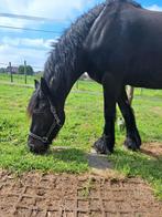 Lieve zwarte arabo fries, Merrie