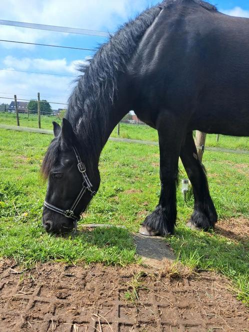Lieve zwarte arabo fries, Dieren en Toebehoren, Paarden en Pony's | Dekhengsten en Fokmerries, Merrie