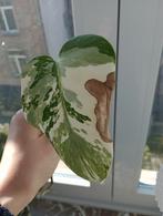 Monstera variegata wortelsnijden, Ophalen of Verzenden