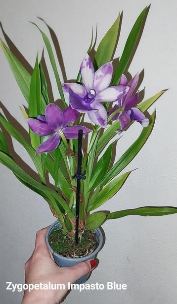 Orchidée Zygopetalum Impasto Blue * Très parfumée , Enlèvement ou Envoi