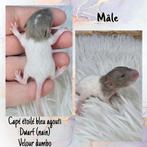 Ratons dwarf (nain) et marble, Animaux & Accessoires, Enlèvement