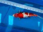 Kohaku female hoshikin, Karper of Koi
