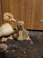 Oud hollandse kuifeenden, Dieren en Toebehoren, Pluimvee, Meerdere dieren, Eend
