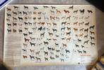 Poster vintage de races de chiens, Verzamelen, Posters, Ophalen, Gebruikt