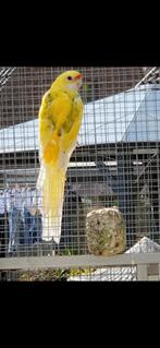 Recherche pop : Rosella 24 jaune paille panachée, Femelle, Perruche, Bagué