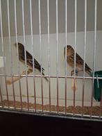 fraters, Dieren en Toebehoren, Vogels | Overige Vogels, Meerdere dieren, Wildzangvogel, Geringd