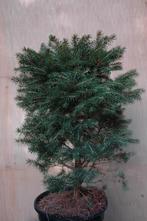 Conifères nains, Jardin & Terrasse, Enlèvement ou Envoi, Plante fixe