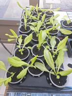 Moestuinplantjes, Jardin & Terrasse, Plantes | Jardin, Enlèvement, Annuelle, Plantes potagères