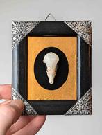 taupe en forme de crâne dans un cadre, Enlèvement ou Envoi, Autres, Crâne