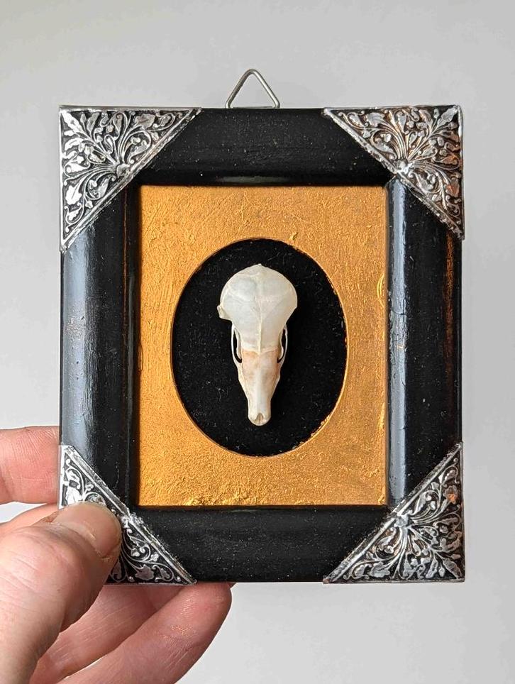 schedel mol in lijstje, Verzamelen, Dierenverzamelingen, Schedel, Overige soorten, Ophalen of Verzenden