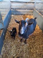 Black en tan dwerggeit mieke met mieke lammetje