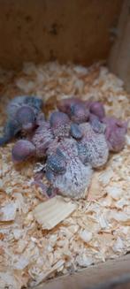 Regenboog grasparkieten baby