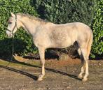 Hongre super mignon de 4 ans à vendre, Animaux & Accessoires, Vermifugé, Hongre, Moins de 160 cm, Non dressé