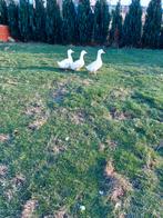 Canard de Pékin mâle, Animaux & Accessoires, Mâle