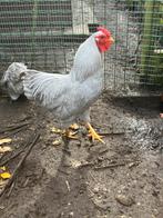 Wyandotte kriel parelgrijze, Dieren en Toebehoren, Pluimvee