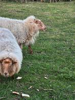 3 oude schapen (Vossekoppen van 8 jaar oud), Dieren en Toebehoren, Schapen, Geiten en Varkens