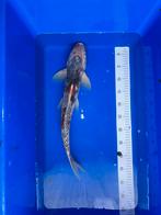 Koi 48cm, Dieren en Toebehoren, Vissen | Vijvervissen, Karper of Koi