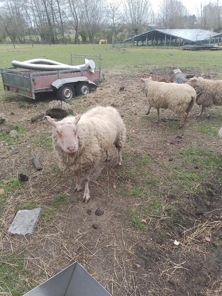 Rouge de l'ouest Schapen ras zuiver, Plusieurs animaux, Mouton, 0 à 2 ans