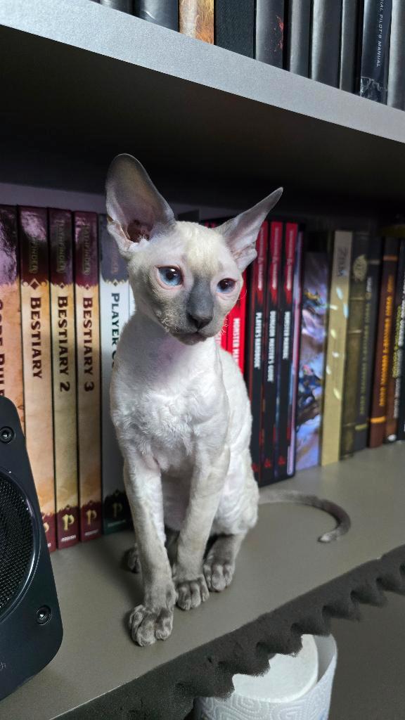 Schattige Cornish Rex Blue Point Kitten, Speels & Knuffelig, Animaux & Accessoires, Chats & Chatons | Chats de race | Poil ras