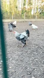Brahma en Barnevelders, Plusieurs animaux, Poule ou poulet